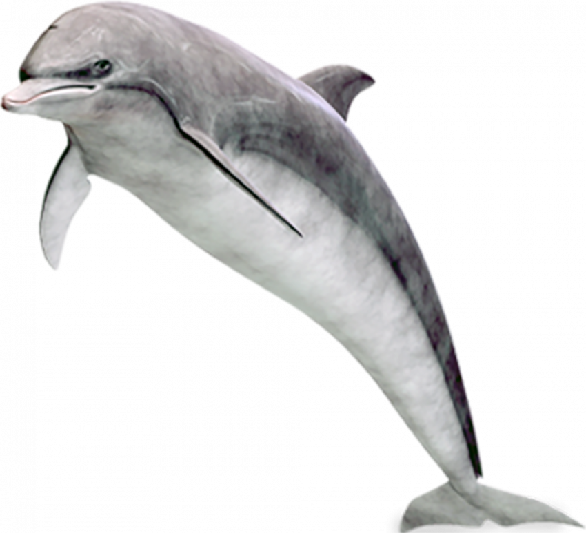 Hd dolphin png with transparent background