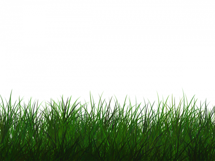 Hd grass png for editing,Grass transparent png