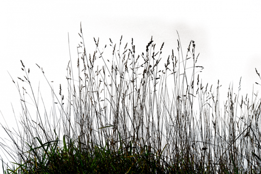 Hd grass transparent png,transparent png images