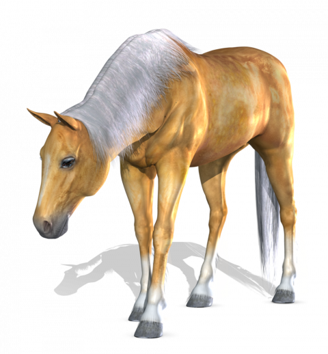 Hd Horse png image image with transparent background