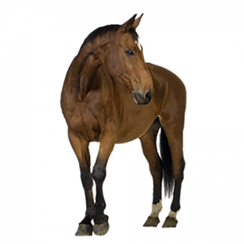 Hd  Horse transparent png