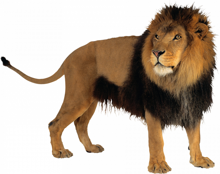 Hd lion transparent png