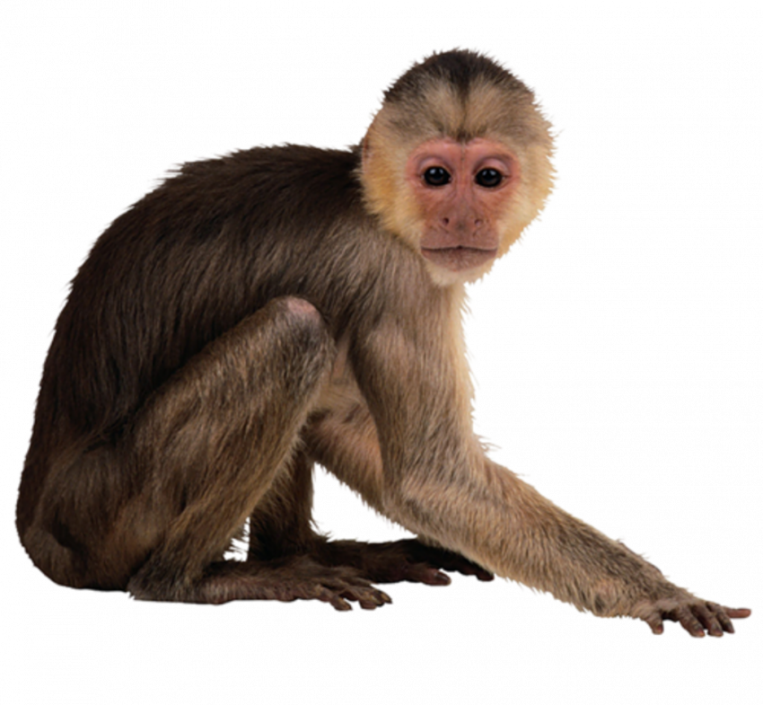 Hd monkey tranprent background