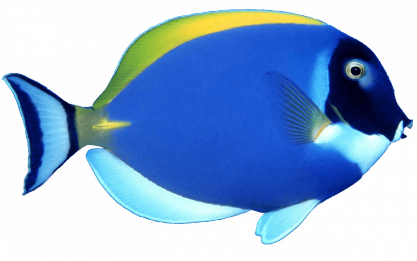 hd png blue fish png image