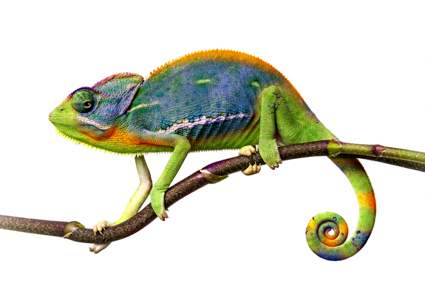 hd png chameleon file