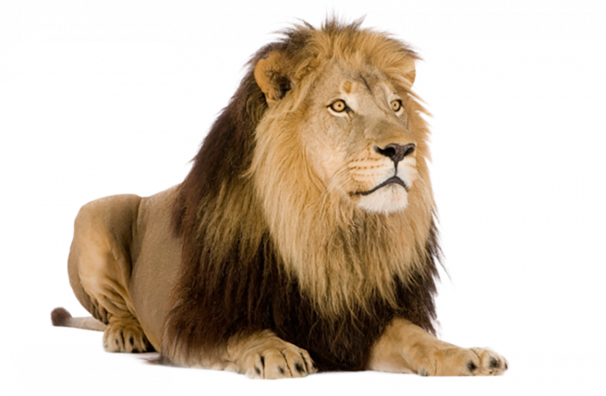 Hd quality lion png
