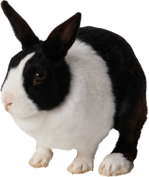 Hd Rabbit png