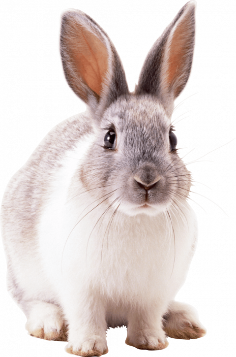 hd Rabbit png download