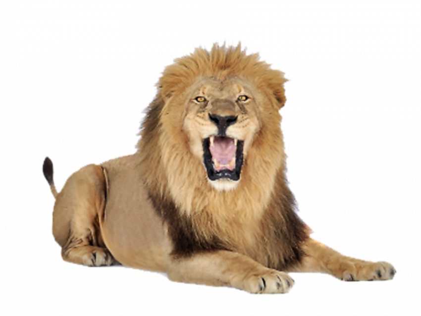 Hd roar transparent png