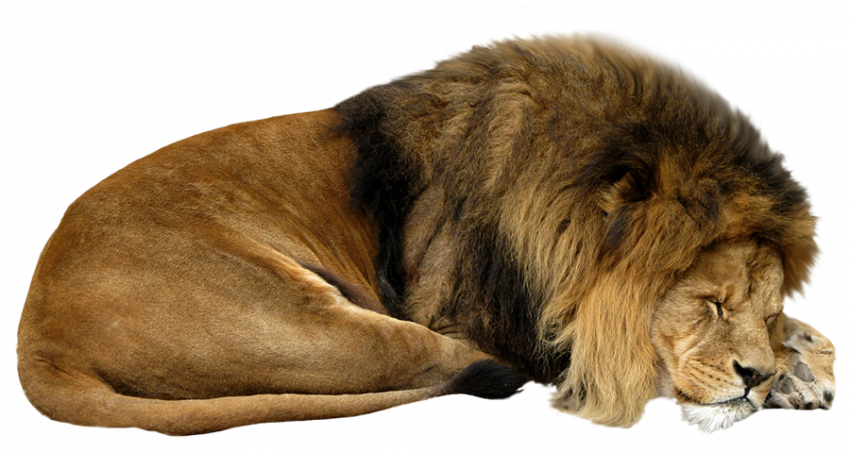 Hd sleeping lion png
