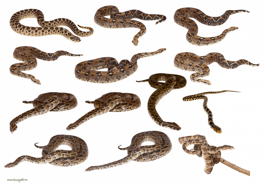 Hd snakes png download