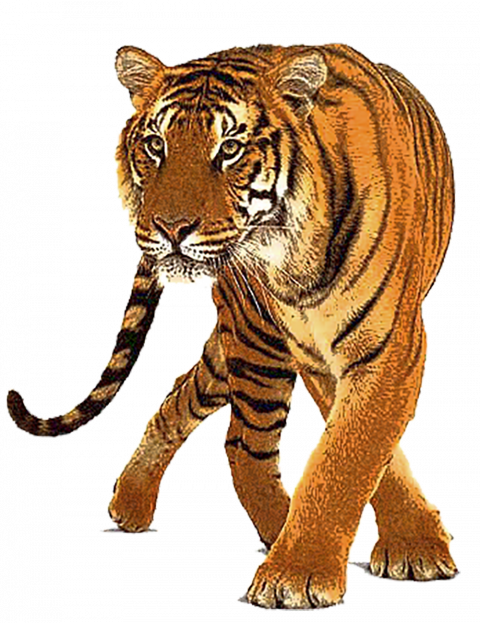 Hd Tiger Transparent Background