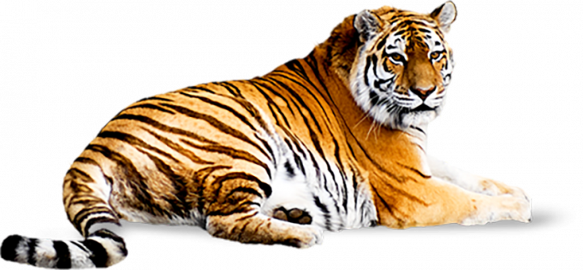 Hd tiger transparent png image