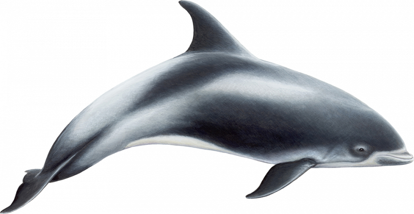 Hd  transparent background