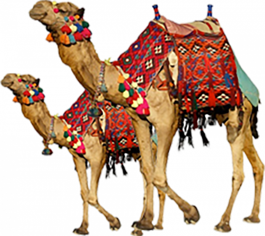 hd transparent background camel png images