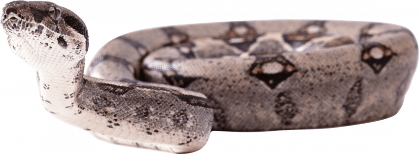 Hd transparent snake png