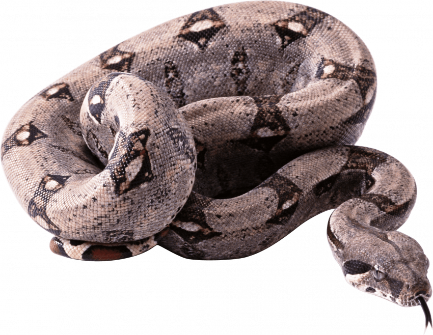 Hd transparent snake png