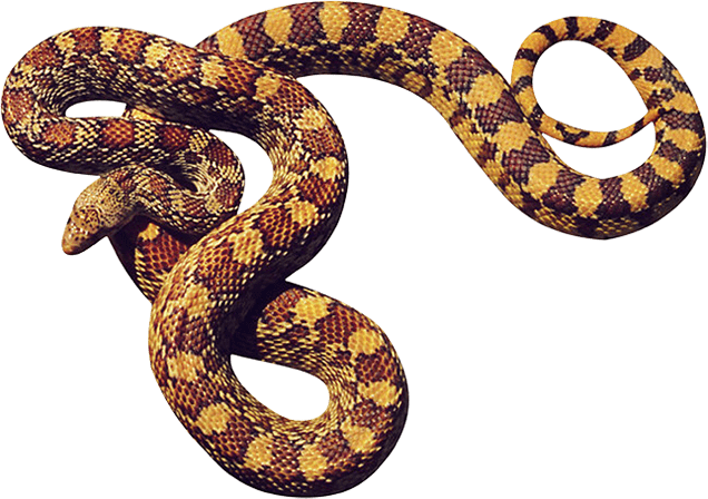 Hd transparent snake png