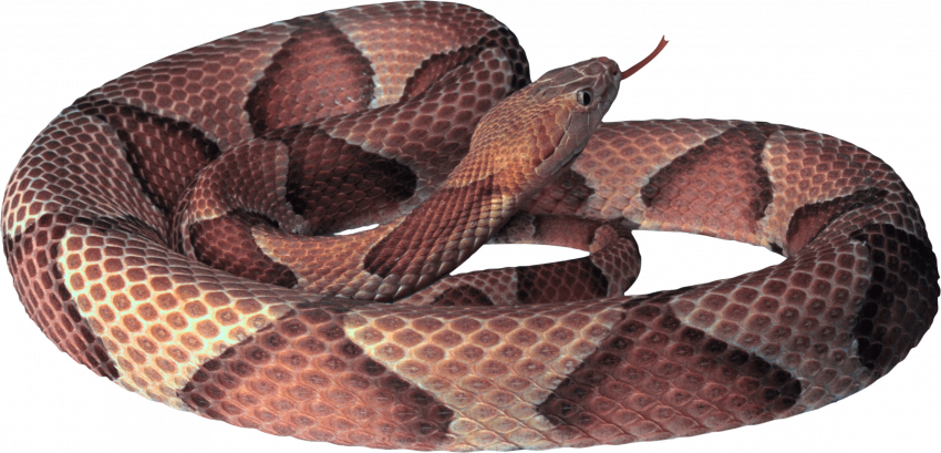 Hd transparent snake png