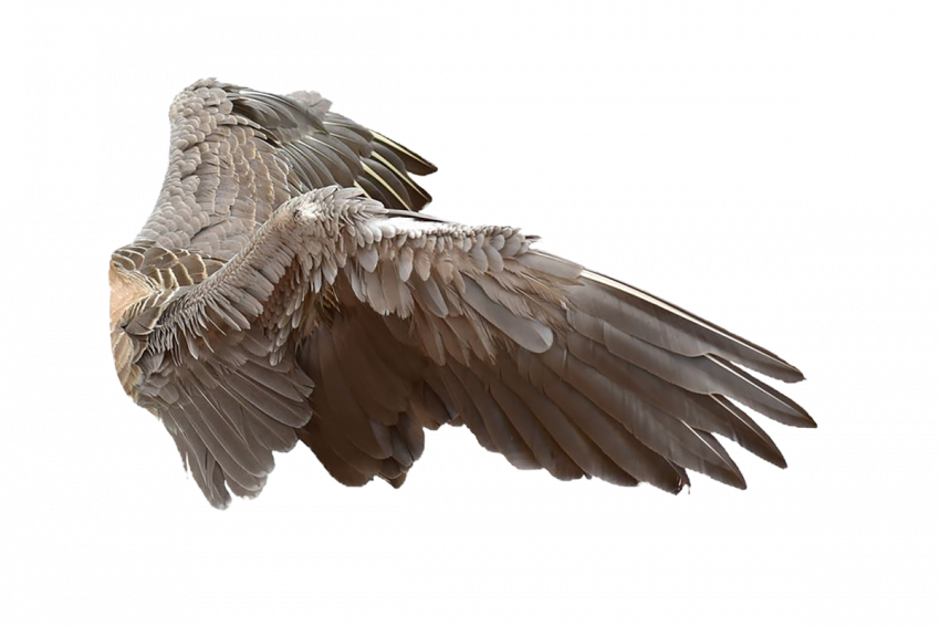 Hd wing transparent png ,Wing hd png