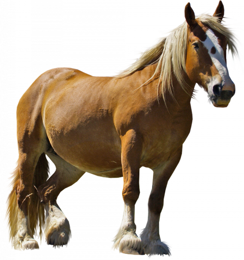 Heavy horse Horse png image image with transparent background