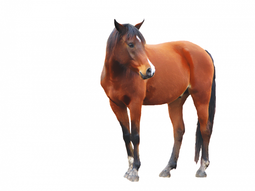 horse png