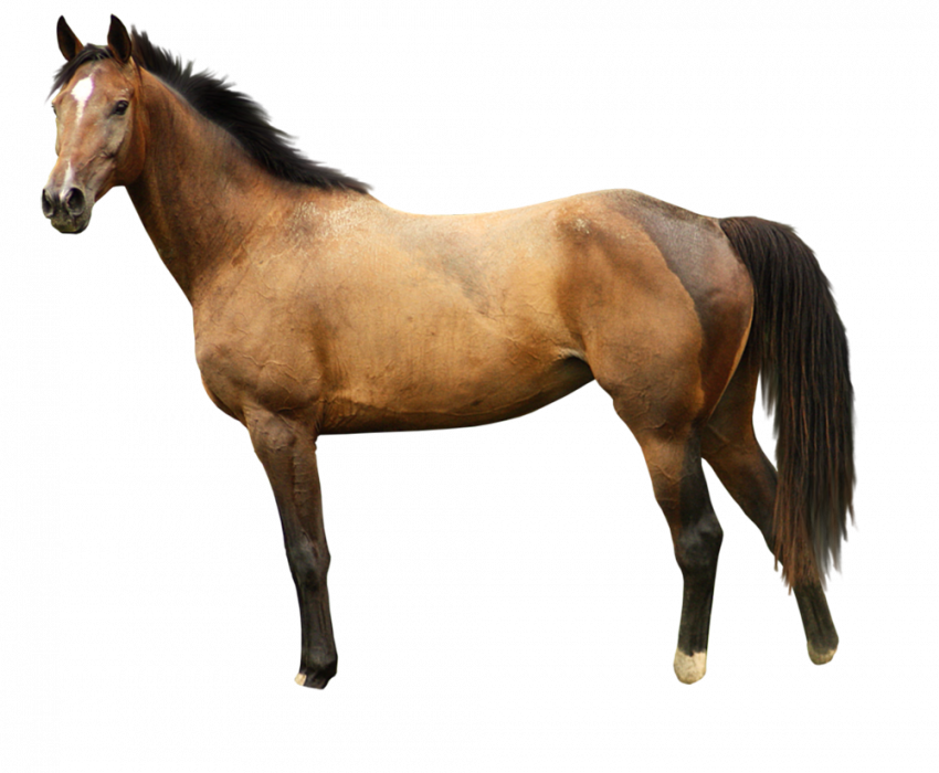 horse png full hd images