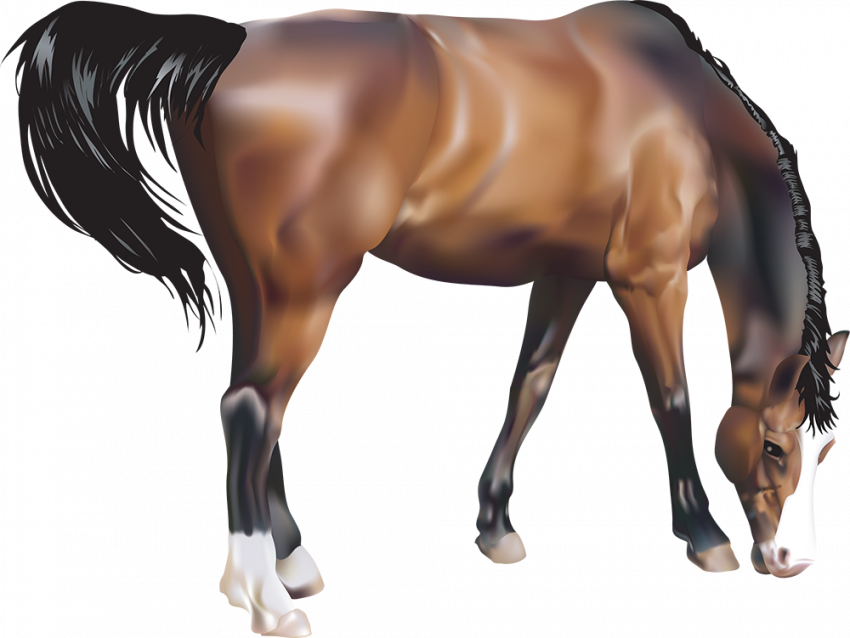 horse png hd