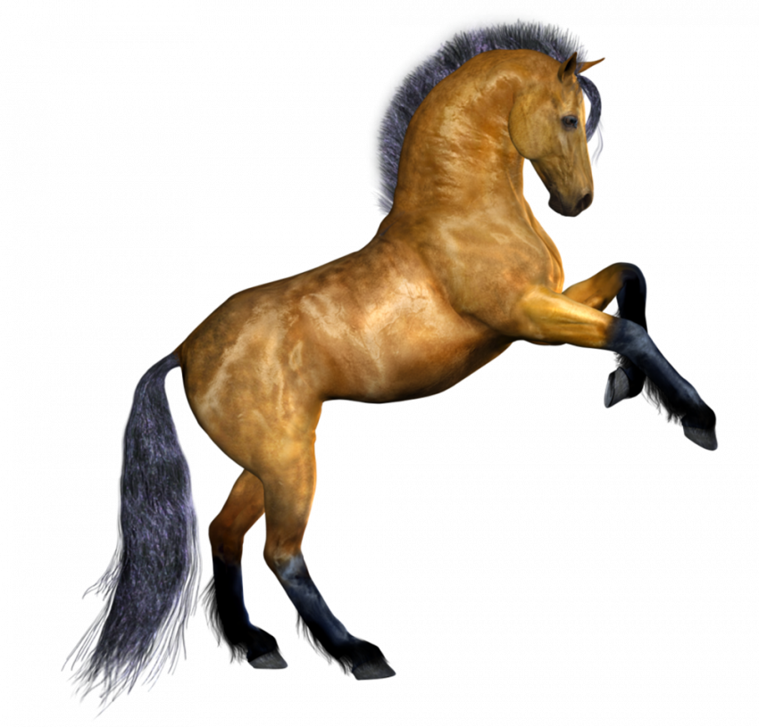 horse png hd images