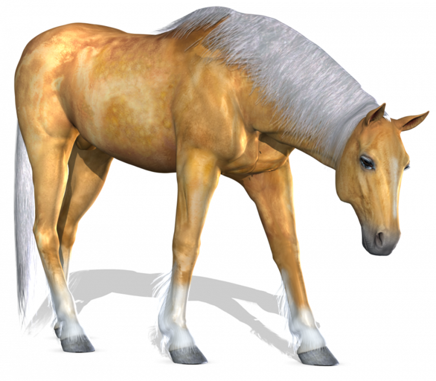 Horse png image image with transparent background