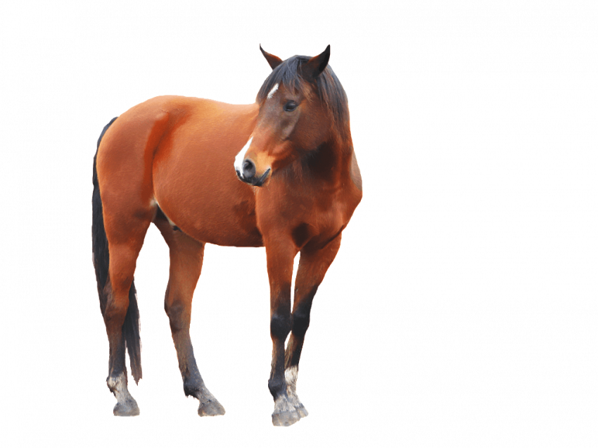 horse png image   v