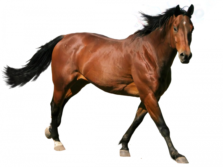 Horse transparent png images