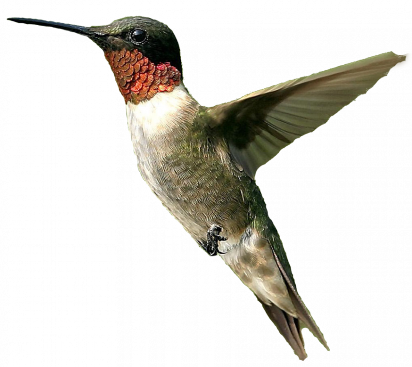 hummingbird png file   hd png