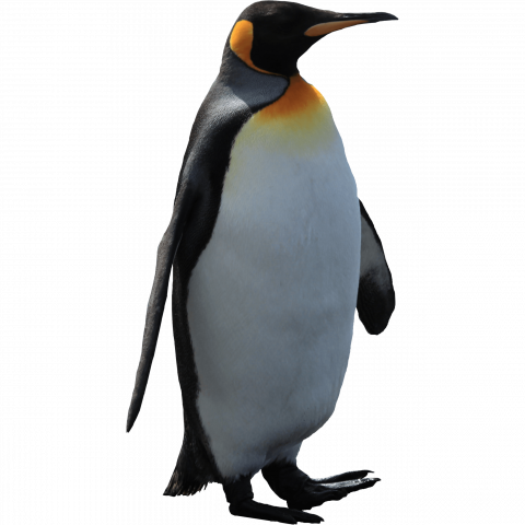 imperator penguin png image