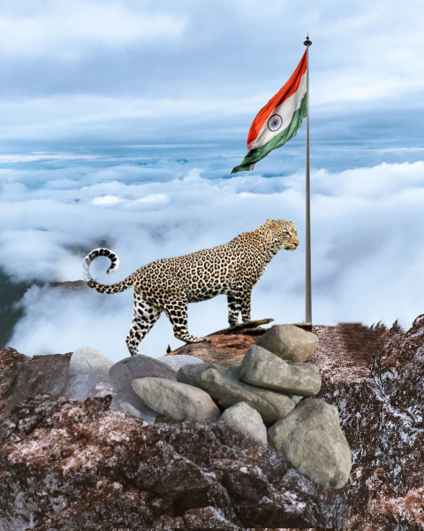 Jaguar 15 august editing background