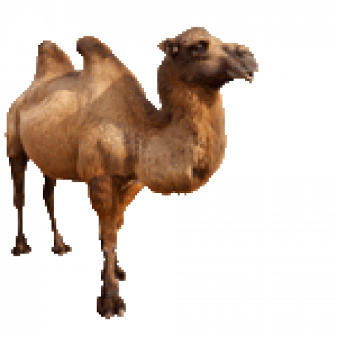 jaipur camel transparent background
