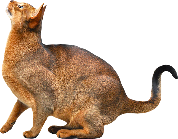 Jumping Cat Png Transparent Background