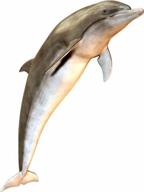 Jumping dolphin transparent background