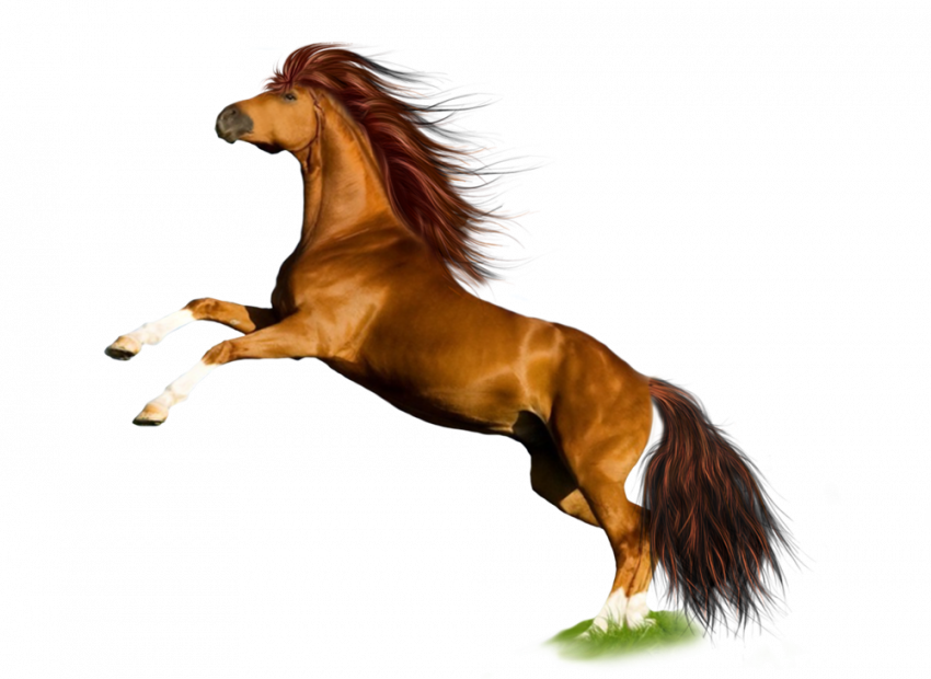 Jumping horse transparent image