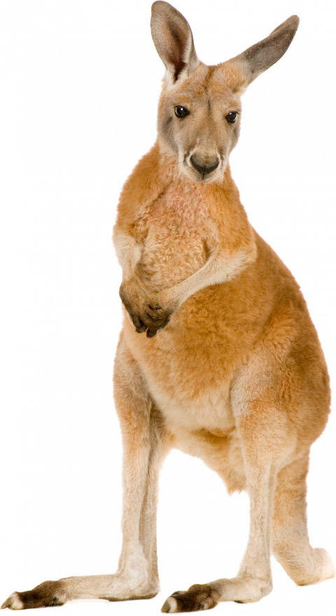 kangaroo free png image   hd png