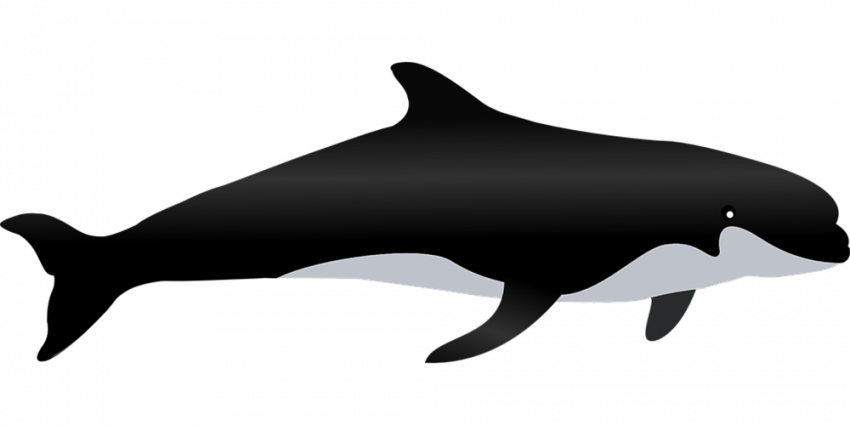 killer black whale hd png