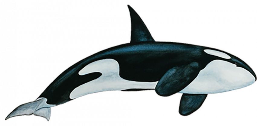 Killer Whale PNG
