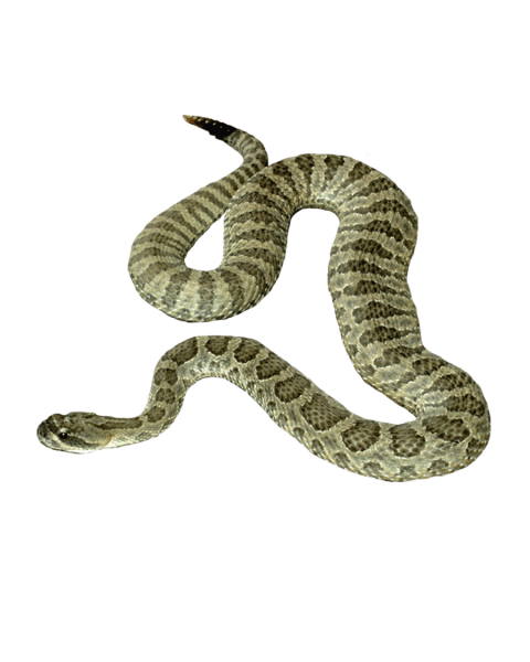 King cobra snake picsart snake editing png
