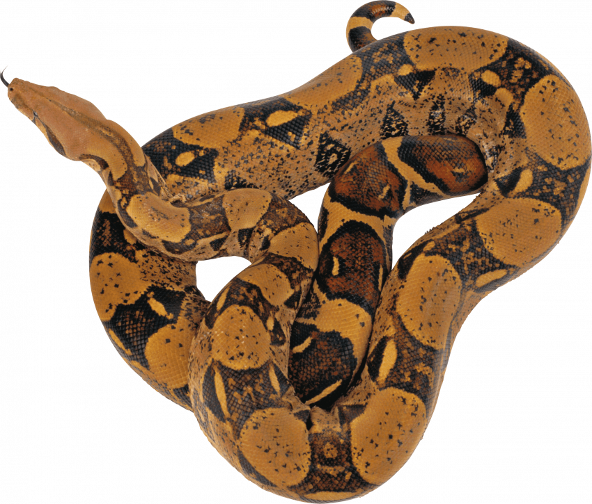 King cobra snake png