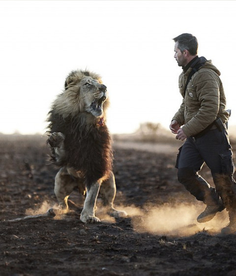 Lion editing background