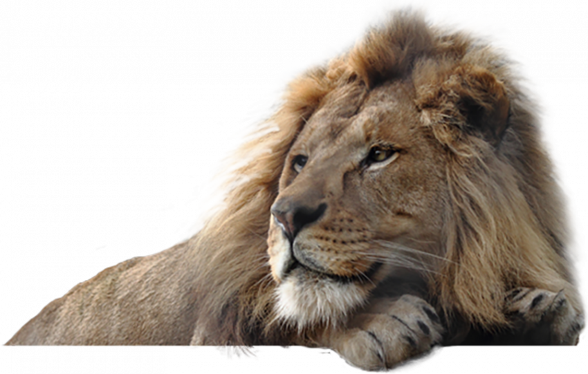 Lion hd png img