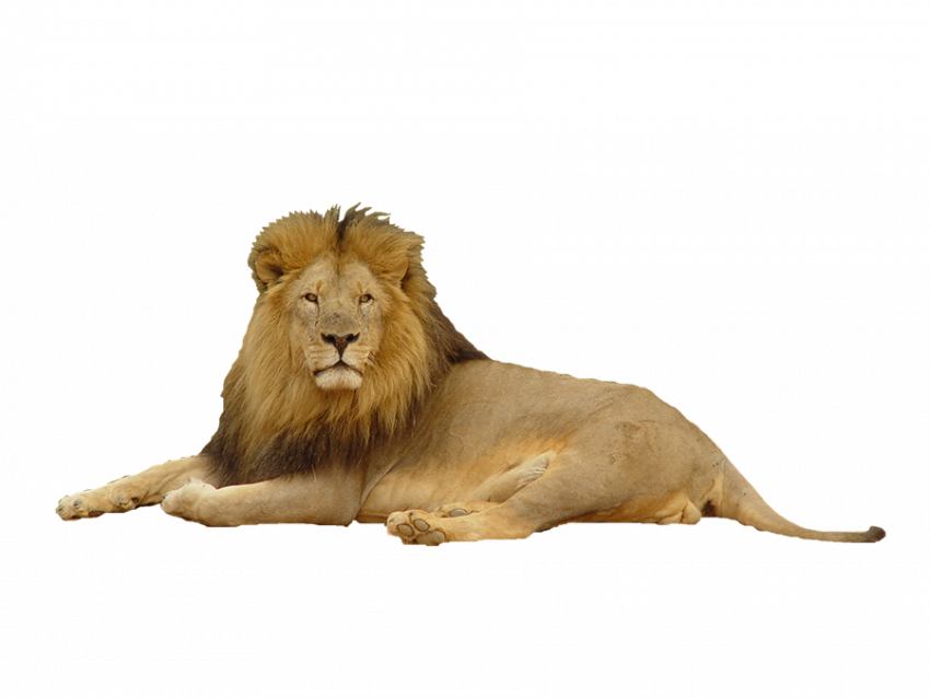 lion images hd download png