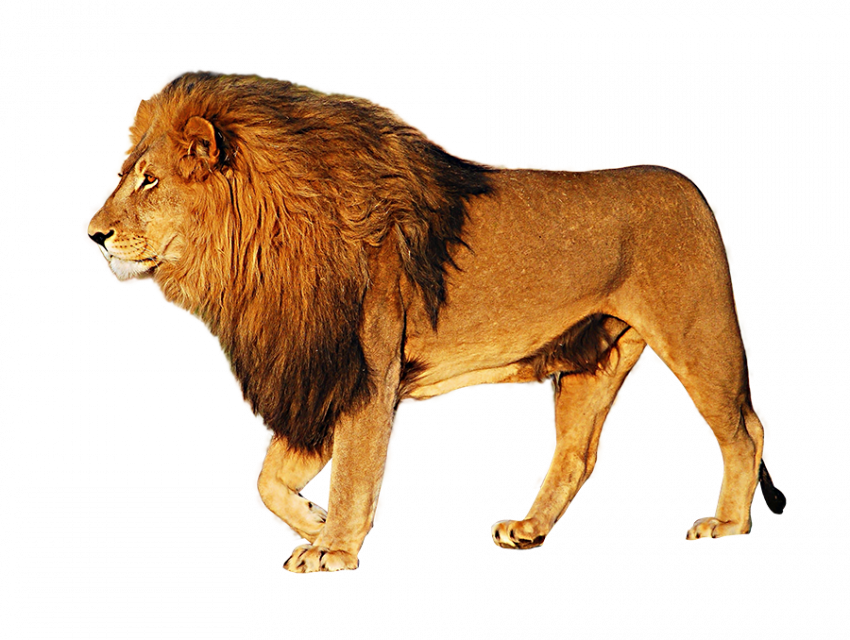 Lion PNG image