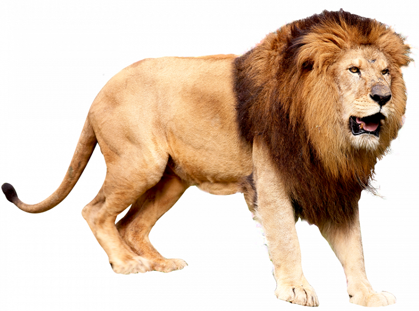 Lion PNG image hd