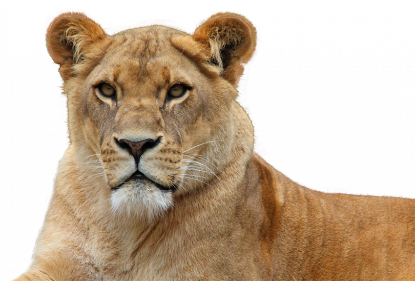 lion queen png transparent png